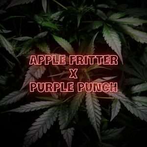 apple fritter purple punch seeds