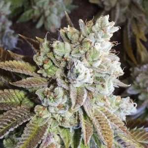 Wedding Cake Seeds | Feminized Photoperiod