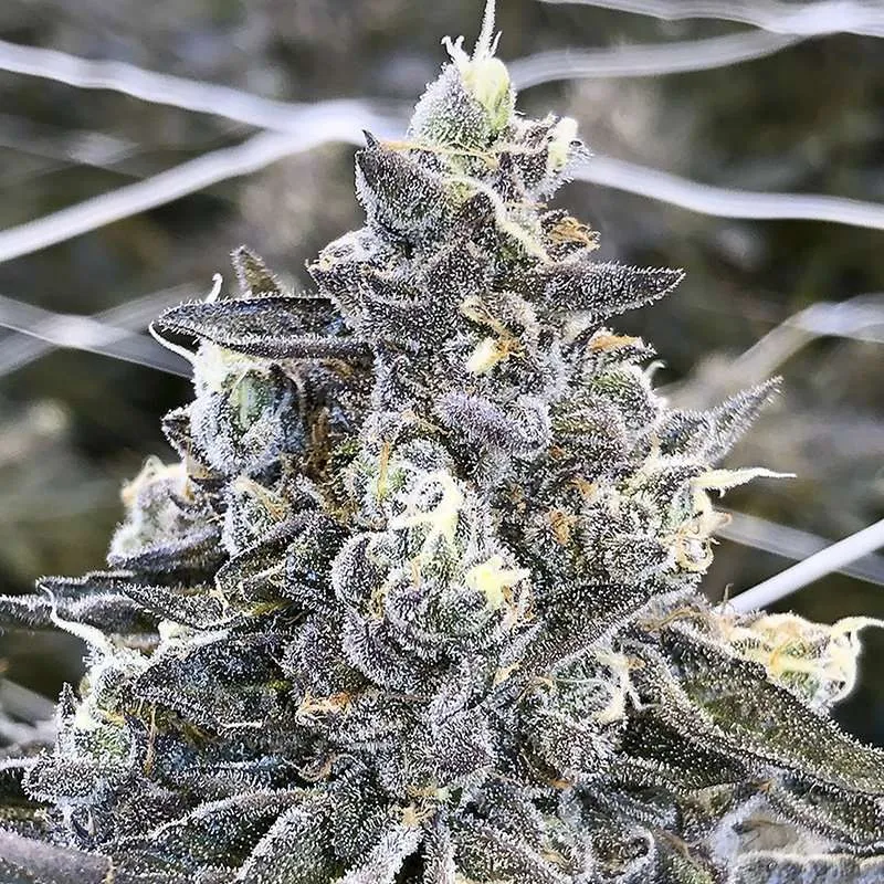 apple fritter clones