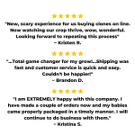 Cannabis Clones Mix & Match 6 Pack