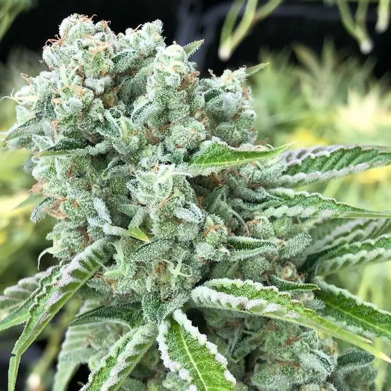 fatso og clones cannarado