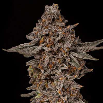 jealousy marijuana plant in flower