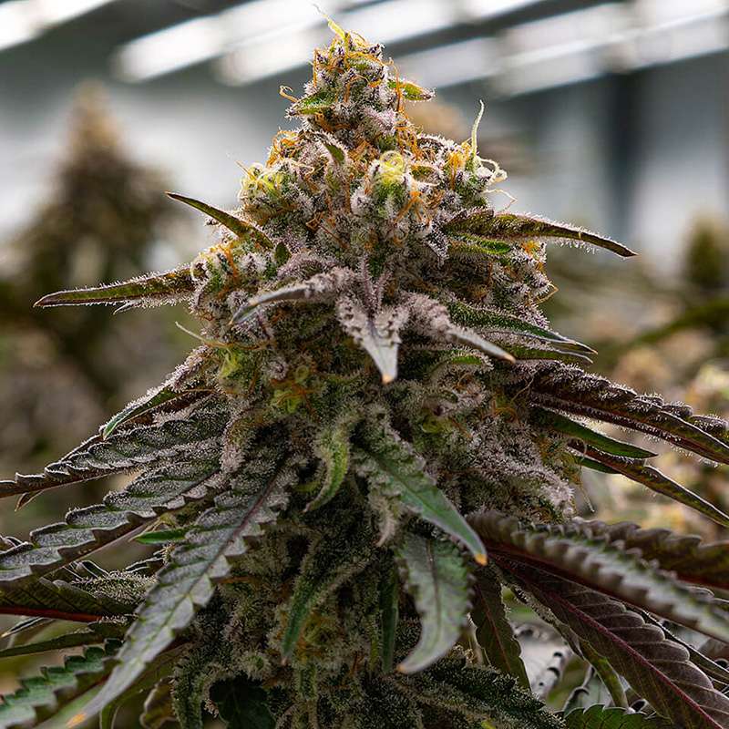 MAC1 strain cannabis clones missouri