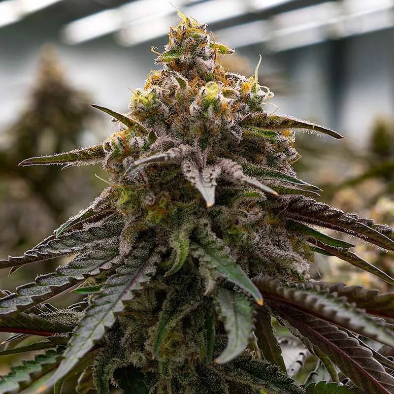 mac1 clones st cloud