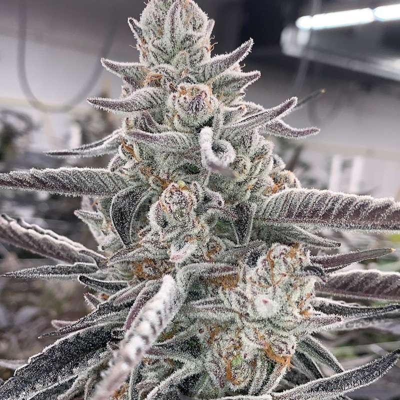 divine storm clones kansas city