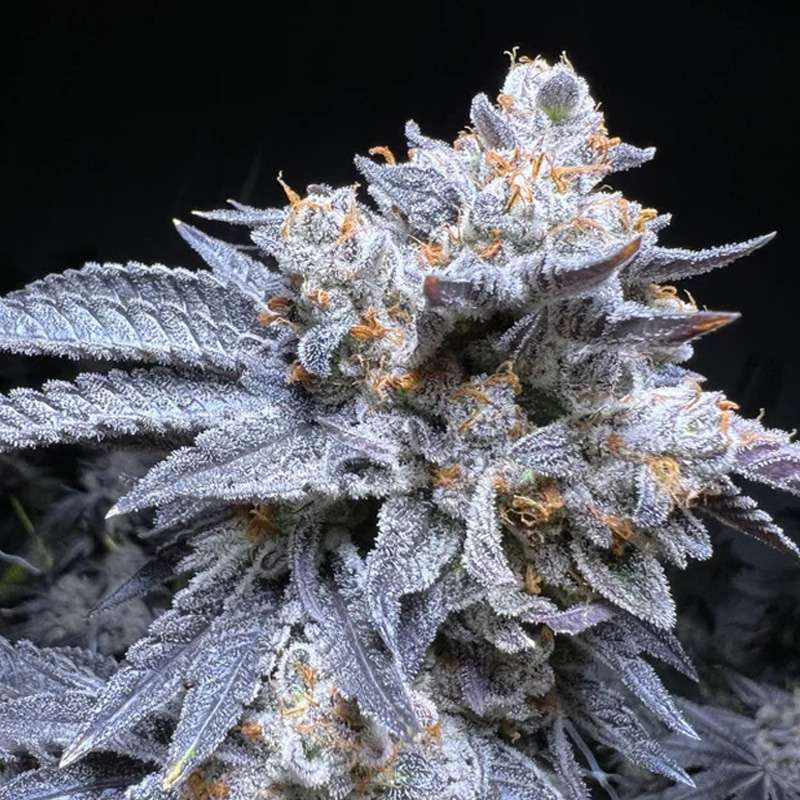 exaltation weed clones MN