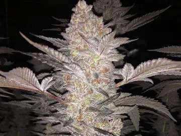 mimosa strain in flower