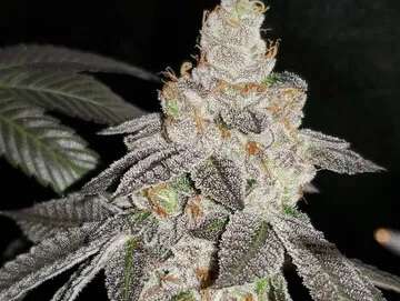 blue unicorn poop clones tampa