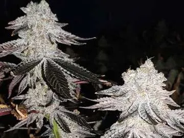 kush mints cannabis plant flowering