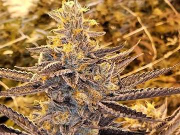 bittersweet clones cinci