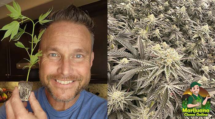 chesapeake clones customer