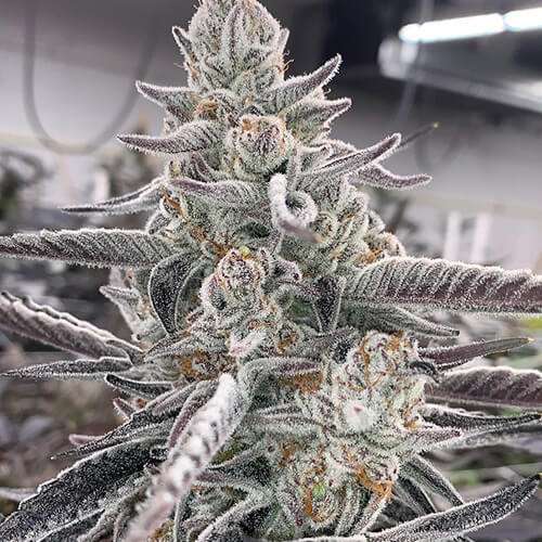 divine storm flowering