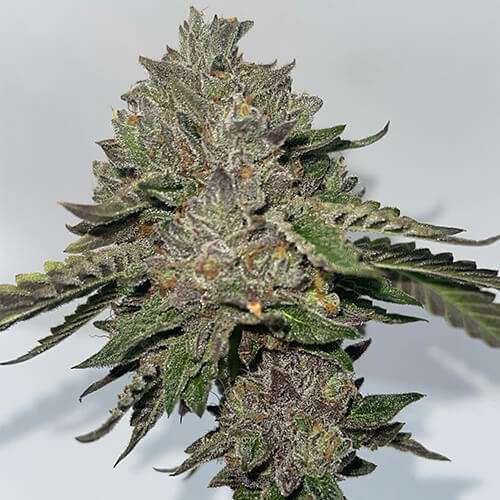 gelato cake clones norfolk