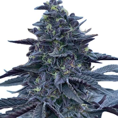 gush mints strain wa