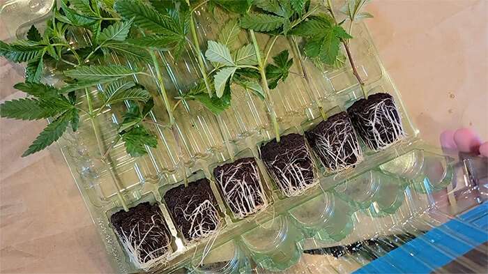 healthy clones virginia beach