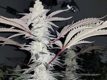 mac1 caps cut allentown PA