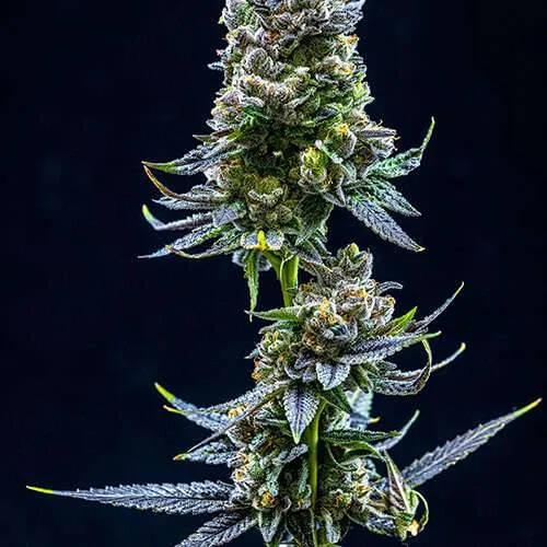 zoap clones west hartford