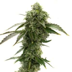 blue dream seeds feminized