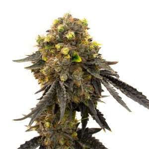 bruce banner seeds feminized fast version