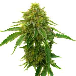 bubblegum seeds feminized