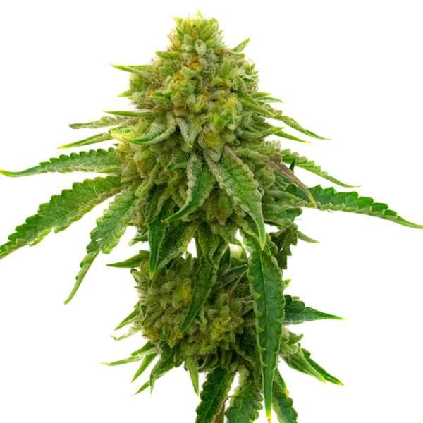 bubblegum seeds feminized
