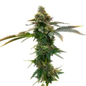 girl scout cookies seeds autoflower