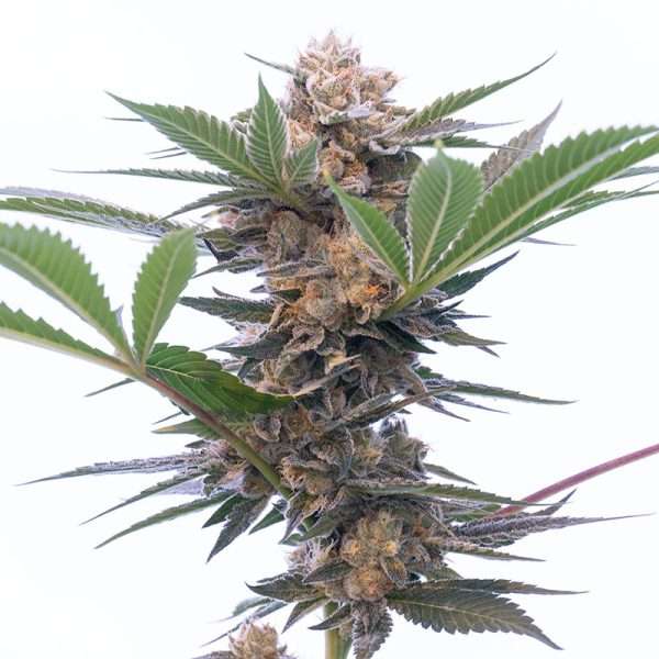 grandaddy purple seeds autoflower