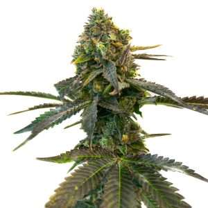 grandaddy purple seeds feminized