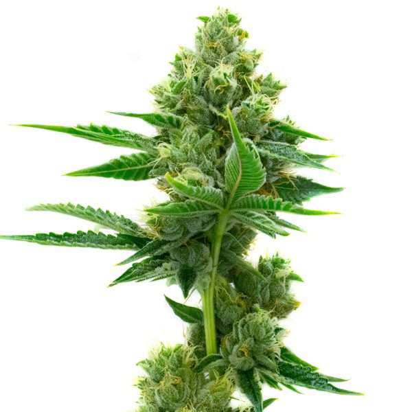 og kush seeds feminized