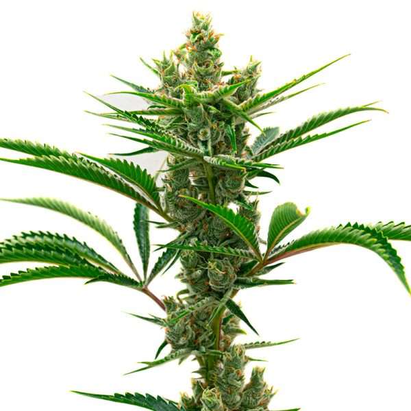 runtz seeds feminized