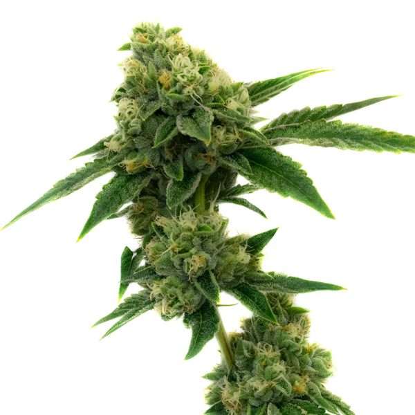 sour diesel seeds autoflower