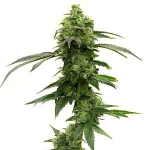 super lemon haze seeds feminized