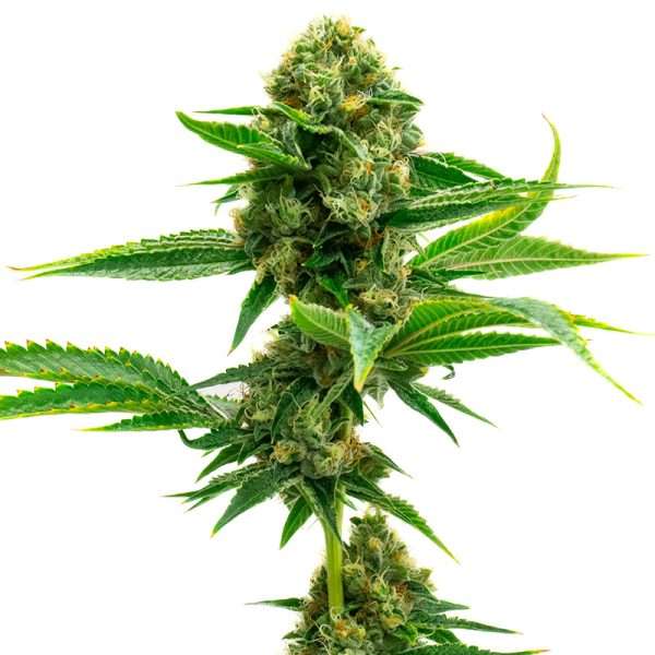 super skunk seeds autoflower