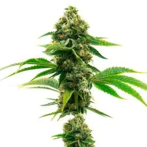 super skunk seeds feminized