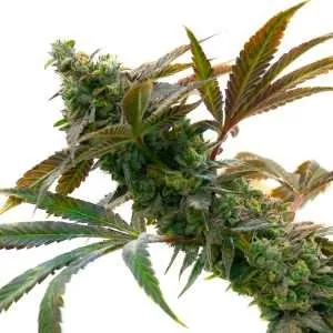wedding cake seeds feminized