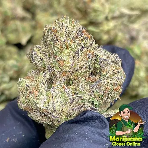 medellin thca flower pound