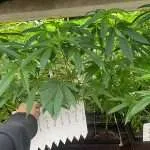 Custom Cannabis Teen Order | 12″+ Tall