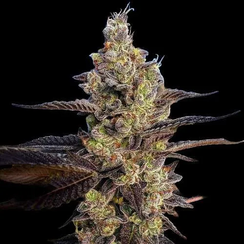 chem cookies cannabis teens