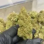 Wholesale THCp Flower Pounds | Order Today!