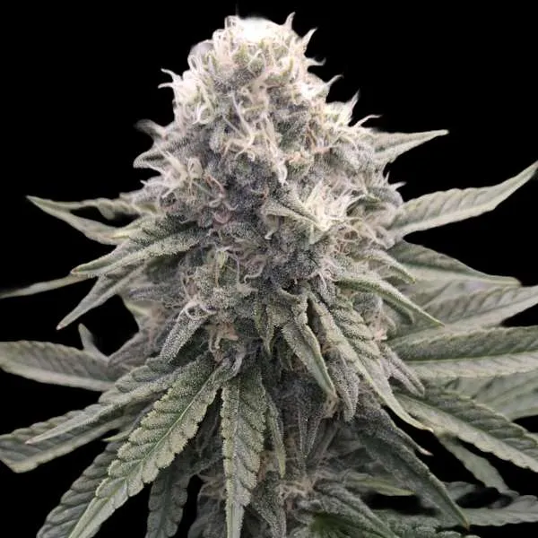 pineapple upside down cake